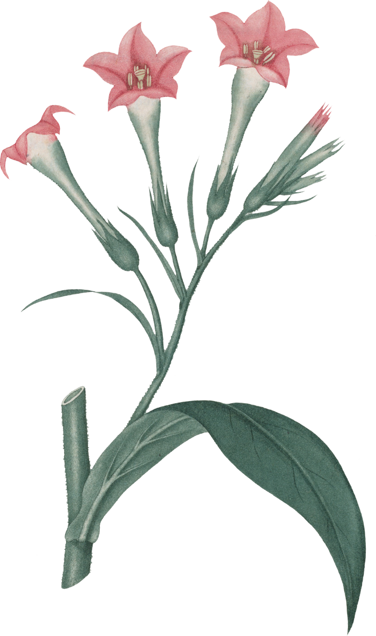 Floral Plant Illustration